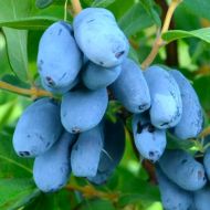 Саженец Жимолость Сердце гиганта в контейнере